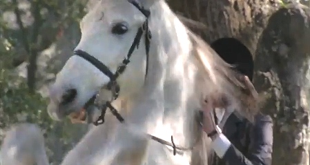 Horse rearing closeup