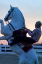 Horse fall on Hanna Montana